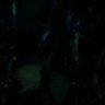 Thumbnail for dataset fig7A_tetbow_high