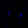 Thumbnail for dataset fig7B_XFP-1-10-11_1