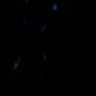 Thumbnail for dataset fig7s2_CA1_neuron_right
