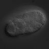 Thumbnail for dataset RNAi_F54E7.3_071121_01