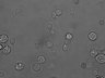 Thumbnail for Fig1A_Tcell_BrightField
