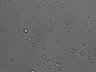 Thumbnail for dataset Fig1C_Bcell_BrightField