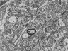 Thumbnail for dataset Fig2h_FIB-SEM_shaft_synapse