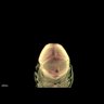 Thumbnail for dataset Fig2A_DV-head