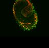 Thumbnail for dataset fig2ab_trajectory_epithelialcell
