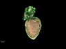 Thumbnail for dataset Fig4_heart_Z