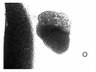 Thumbnail for dataset Supp_movie_3