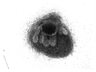 Thumbnail for dataset SuppFigure1a_E13_pan-CK_Sox9
