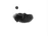 Thumbnail for dataset SuppFigure1a_E16_pan-CK_Sox9