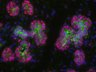 Thumbnail for dataset SuppFigure1b_E16_K18_Sox9