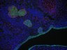 Thumbnail for dataset SuppFigure1d_E13_Pan-CK_Foxc1
