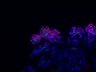 Thumbnail for dataset SuppFigure7c_d23_Zo1_Sox10