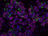 Thumbnail for dataset SuppFigure7c_E18_Zo1_Sox10