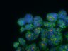 Thumbnail for dataset SuppFigure7d_d23_Pan-CK_CD133