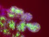 Thumbnail for dataset SuppFigure7f_d23_Pan-CK_Mist1