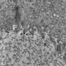 Thumbnail for SuppFigure8_TEM_3