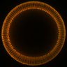 Thumbnail for dataset 20161027_Resille_sqhGFP_VF05_WT1