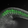 Thumbnail for dataset Figure1G_HBCs_zic1