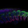 Thumbnail for dataset Figure1HIJK_somite_optical