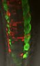 Thumbnail for dataset Figure2C_dorsal_24ss