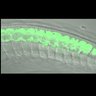 Thumbnail for dataset FigureS1B_Tg_zic1_0min