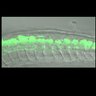 Thumbnail for dataset FigureS1B_Tg_zic1_200min