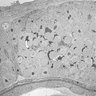 Thumbnail for dataset FigureS2C_trunk_4days_magnified2