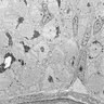 Thumbnail for dataset FigureS2D_trunk_4days_magnified
