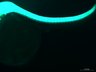 Thumbnail for dataset FigureS3K_control_35ss