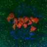 Thumbnail for dataset Fig1CD_MAX_MTACT_120min