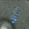 Thumbnail for dataset Fig2A_140207_360min