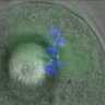 Thumbnail for dataset Fig2B_141107_Hec1-mEGFP-CENP-C_MII