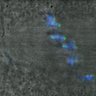 Thumbnail for dataset Figure2C_150116_mEGFP-hINCENP_CENP-C_fusion_2h