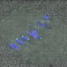 Thumbnail for dataset Figure2D_150116_Hec1-mEGFP_CENP-C_fusion_2h