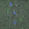 Thumbnail for dataset Figure3A_140215_pHec1_pS55_ACA_120min