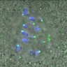Thumbnail for dataset Figure3A_140215_pHec1_pS55_ACA_240min