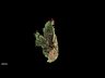Thumbnail for dataset Fig4_muscle_Z