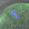 Thumbnail for Figure3A_140215_pHec1_pS55_ACA_MII