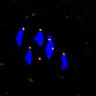 Thumbnail for dataset Figure3A_Hec1_pS55_4h