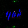 Thumbnail for dataset Figure3A_Hec1_pS55_6h