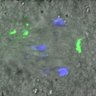 Thumbnail for dataset Figure3B_140408_KNL1_pS24_ACA_240min