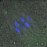 Thumbnail for dataset Figure3B_140408_KNL1_pS24_ACA_360min