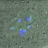 Thumbnail for Figure3C_141114_Hec1_ACA_dil2500_1h