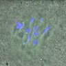 Thumbnail for dataset Figure3C_141114_Hec1_ACA_dil2500_4h