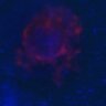 Thumbnail for dataset Figure4A_130420_3mEGFP-PP2A-B56E_L12_control