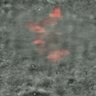 Thumbnail for dataset Figure4A_130420_3mEGFP-PP2A-B56E_monastrol