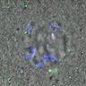 Thumbnail for dataset Figure4B_140511_B56e_ACA_control_60min