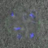 Thumbnail for dataset Figure4B_140511_B56e_ACA_control_180min
