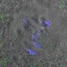 Thumbnail for dataset Figure4B_140511_B56e_ACA_control_300min