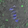 Thumbnail for Figure4B_140511_B56e_ACA_control_360min